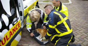 Brandweer haalt kat uit benarde positie in Dordrecht