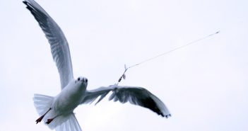Vogel met haken en sim vast aan boom in Alblasserdam