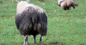 Hond jaagt schaap in sloot in Alblasserdam; brandweer opgeroepen voor hulp