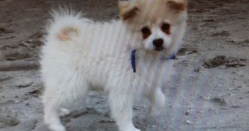 Politie zoekt gestolen pup in Dordrecht