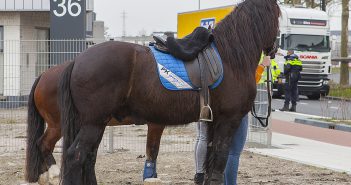 Paard en berijdster gewond bij ongeval met vrachtwagen in Dordrecht