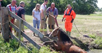 Paard raakt te water langs Buitenpad in Alblasserdam