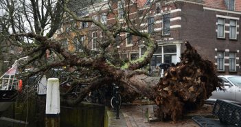 Omgevallen boom in Dordrecht zorgt voor schade