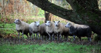 Laffe dierenmishandeling in Dordrecht; jongens slaan weerloze schapen met flessen