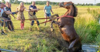 Paard belandt in sloot in Alblasserdam; brandweer schiet te hulp