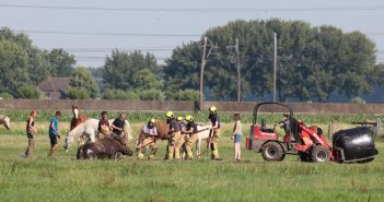 Paard zoekt verkoeling in sloot in Hardinxveld-Giessendam