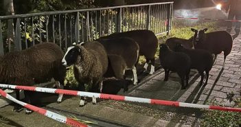 Schapen ontsnapt in Zwijndrecht; ‘9 boeven gevangen’