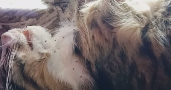 Inspectiedienst treft dode kittens aan in ernstig vervuild huis in Alblasserdam