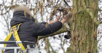 Brandweer en eigenaresse redden kat uit boom in Alblasserdam
