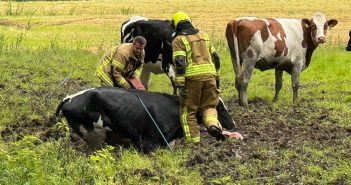 Opnieuw koe te water bij Alblasserbos; brandweer rukt uit