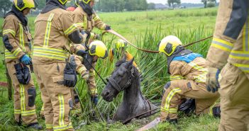 Uitgeput paard in baggersloot wordt gered door brandweer Nieuw-Lekkerland
