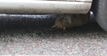 Kat vast onder auto op Burgemeester Keijzerweg in Papendrecht