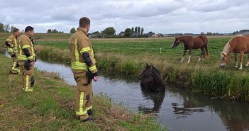 Paard uit sloot gered aan de Geerweg in Zwijndrecht