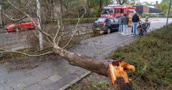 Boom breekt af en valt over stoep tegenover basisschool Alblasserdam