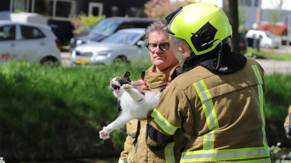 Brandweer haalt kat uit boom in Papendrecht; kat belandt vervolgens in motorruimte ambulance